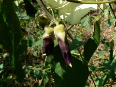 Mucuna pruriens
