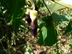 Mucuna pruriens