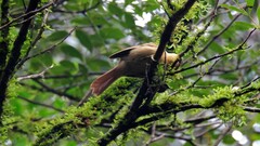 Anabacerthia lichtensteini