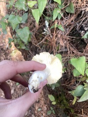 Russula aurea