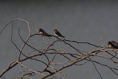 Petrochelidon fluvicola