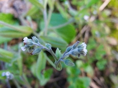 Myosotis discolor