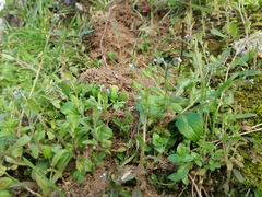 Myosotis discolor