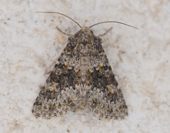 Hecatera dysodea
