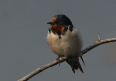 Hirundo rustica