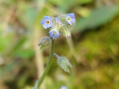 Myosotis discolor