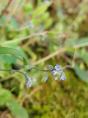 Myosotis discolor