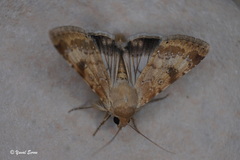 Heliothis nubigera