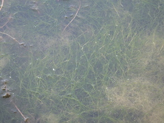 Potamogeton pusillus