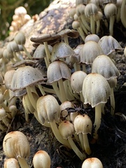 Coprinopsis mexicana