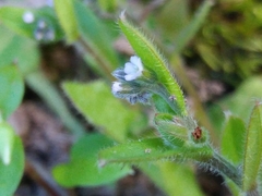 Myosotis discolor