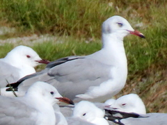 Chroicocephalus cirrocephalus poiocephalus