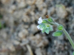 Myosotis discolor