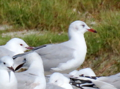 Chroicocephalus cirrocephalus poiocephalus