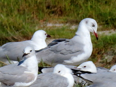 Chroicocephalus cirrocephalus poiocephalus