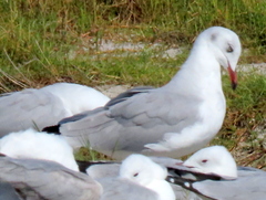Chroicocephalus cirrocephalus poiocephalus