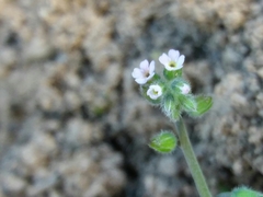 Myosotis discolor