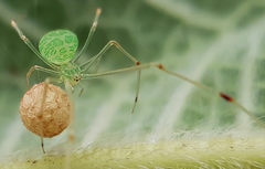 Exalbidion