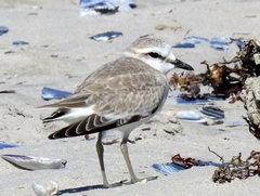 Charadrius marginatus marginatus