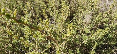 Baccharis pteronioides