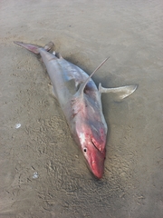 Carcharhinus brachyurus