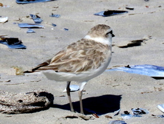 Charadrius marginatus marginatus