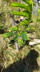 Albizia lebbeck