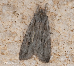 Lithophane lapidea