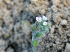 Myosotis discolor
