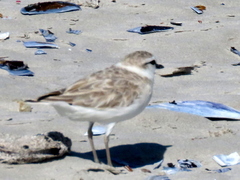 Charadrius marginatus marginatus