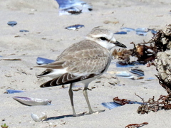 Charadrius marginatus marginatus