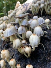Coprinopsis mexicana