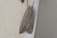 Lithophane lapidea