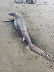 Carcharhinus brachyurus