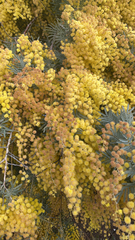 Acacia baileyana
