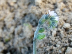 Myosotis discolor