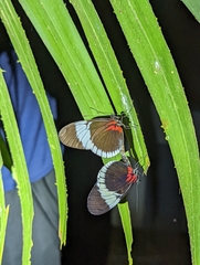 Heliconius sapho