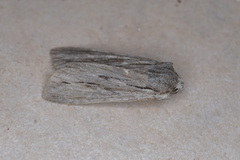 Lithophane lapidea