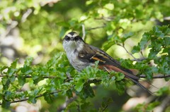 Aphrastura spinicauda