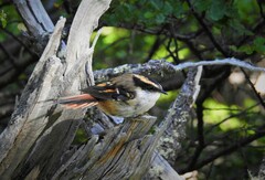 Aphrastura spinicauda