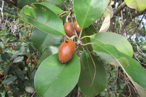 Wongai Plum (Manilkara kauki)