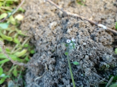 Myosotis discolor