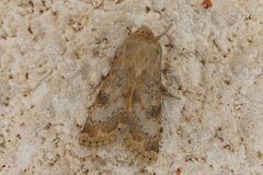 Heliothis nubigera