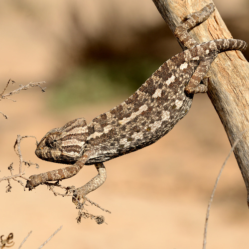 Common Chameleon, photo 6 of 10