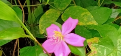 Heterotis rotundifolia