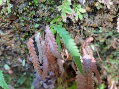 Phegopteris decursive-pinnata