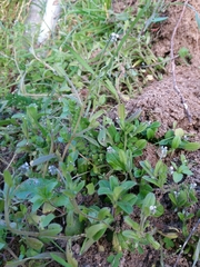Myosotis discolor