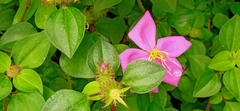 Heterotis rotundifolia