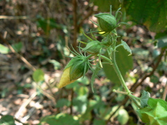 Hibiscus vitifolius