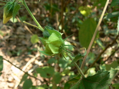 Hibiscus vitifolius